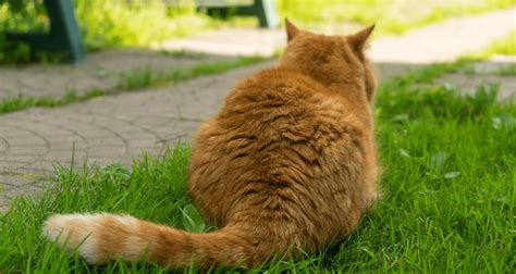 queue du chat qui tremble